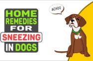 Home Remedies For Sneezing In Dogs