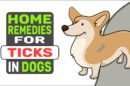 Home Remedies For Ticks In Dogs