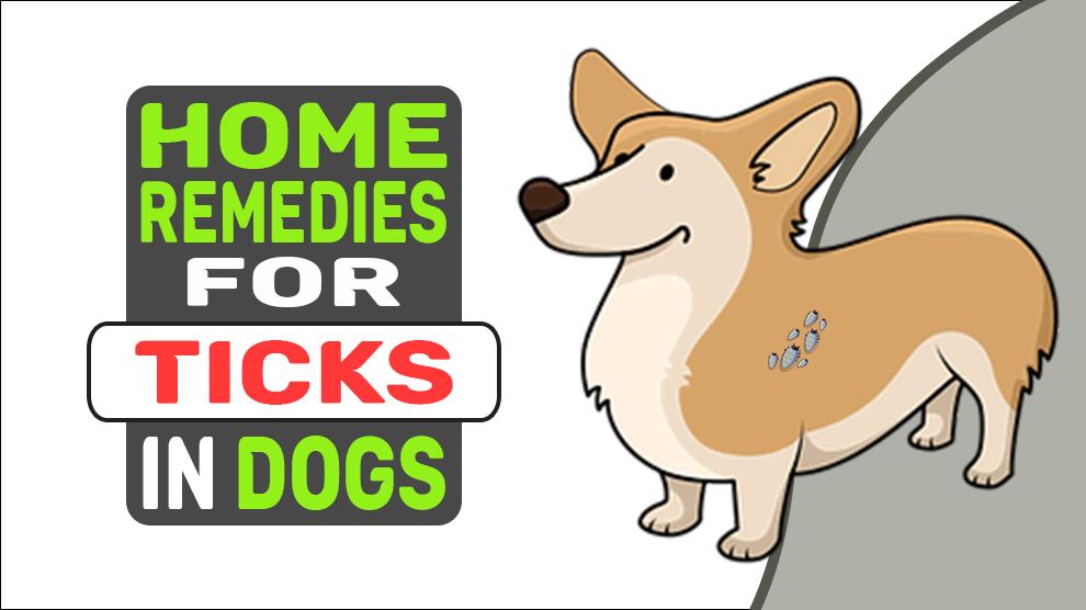 Home Remedies For Ticks In Dogs