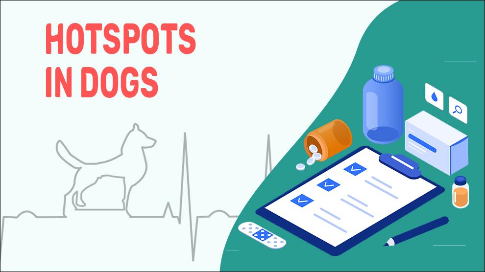 Hotspots In Dogs