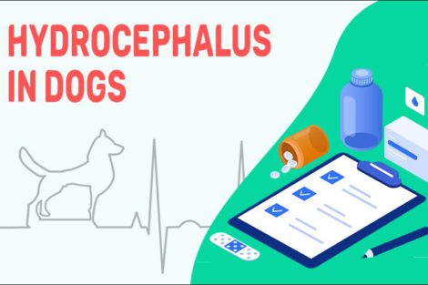 Hydrocephalus In Dogs