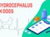 Hydrocephalus In Dogs