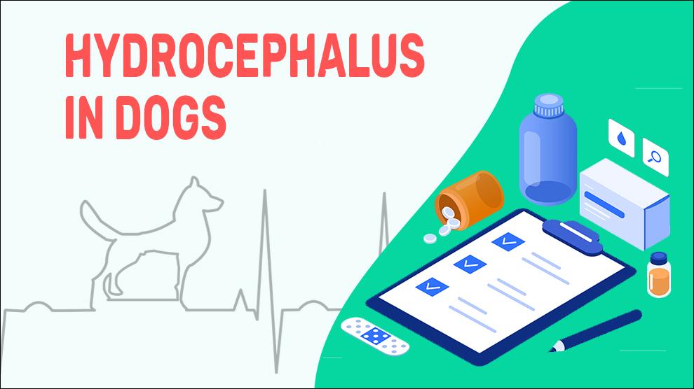 Hydrocephalus In Dogs