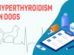 Hyperthyroidism In Dogs