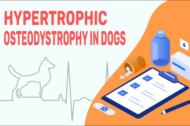 Hypertrophic Osteodystrophy In Dogs