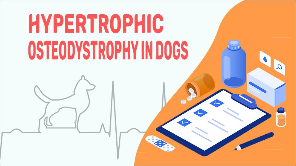Hypertrofische Osteodystrofie Bij Honden