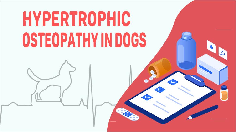 Hypertrophic Osteopathy In Dogs