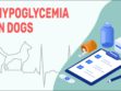 Hypoglycemia In Dogs