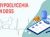 Hypoglycemia In Dogs