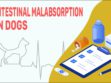 Intestinal Malabsorption In Dogs