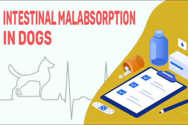 Intestinal Malabsorption In Dogs