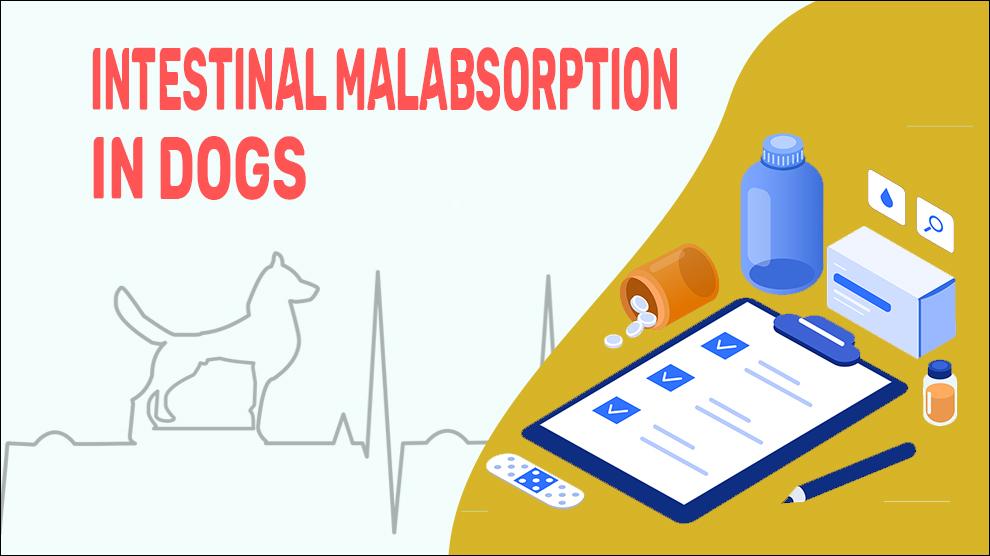 Intestinal Malabsorption In Dogs