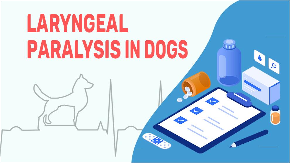 Laryngeal Paralysis In Dogs