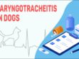 Laryngotracheitis In Dogs
