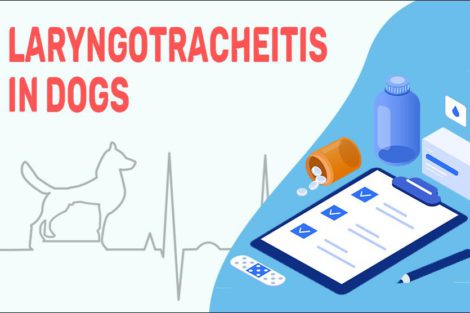 Laryngotracheitis In Dogs