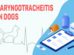 Laryngotracheitis In Dogs