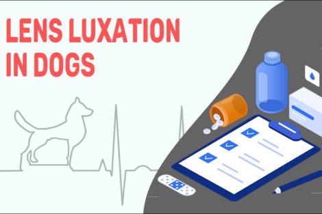 Lens Luxation In Dogs