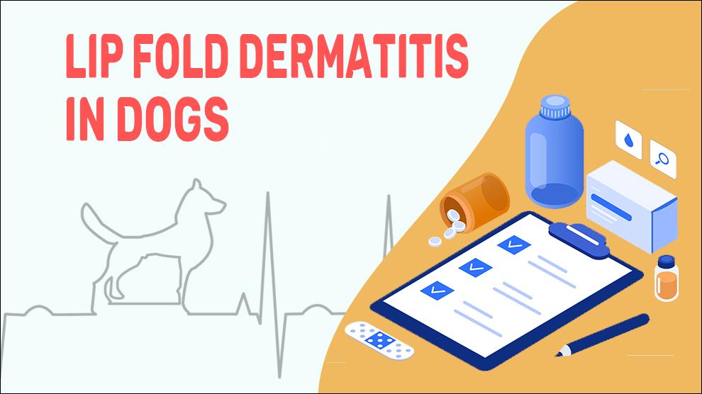 Lip Fold Dermatitis In Dogs