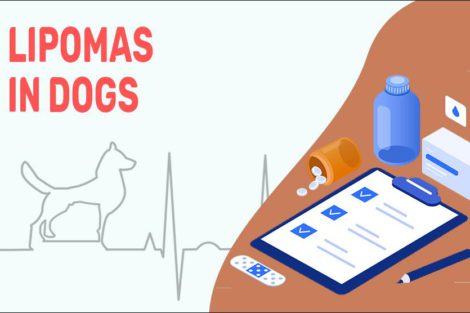 Lipomas In Dogs