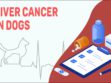 Liver Cancer In Dogs