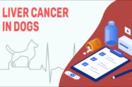Liver Cancer In Dogs