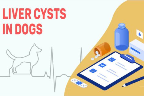 Liver Cysts In Dogs