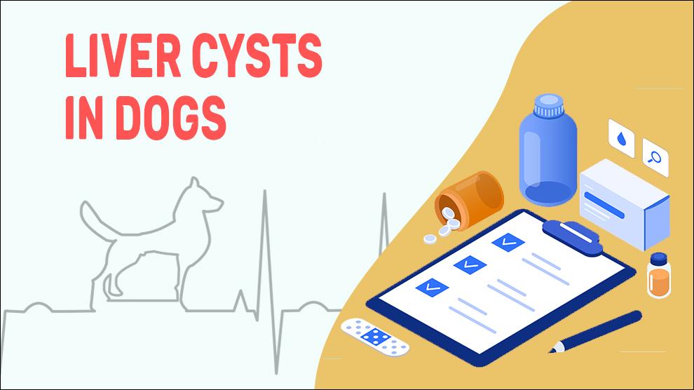 Liver Cysts In Dogs