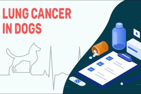 Lung Cancer In Dogs