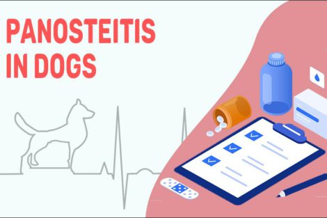 Panosteitis In Dogs