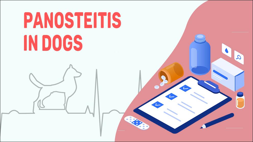 Panosteitis In Dogs