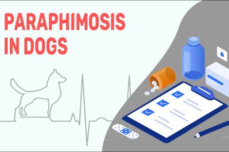 Paraphimosis In Dogs