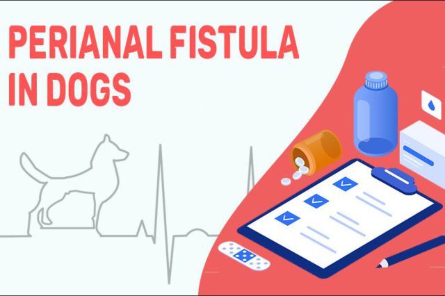 Perianal Fistula In Dogs