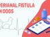 Perianal Fistula In Dogs