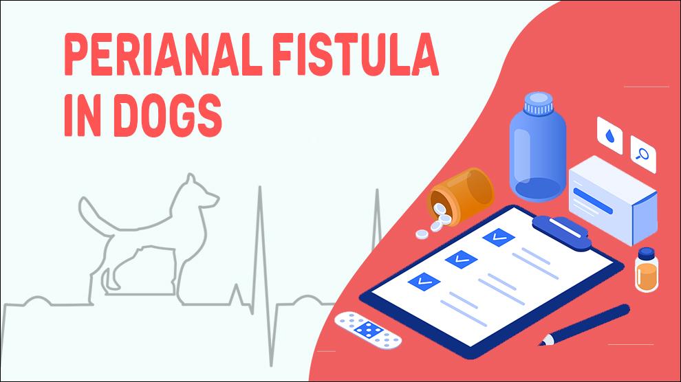 Perianal Fistula In Dogs