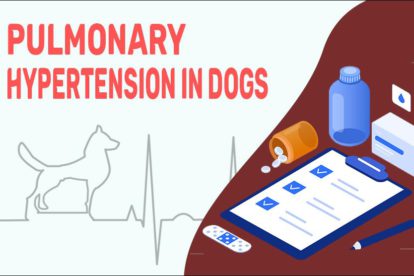 Pulmonary Hypertension In Dogs
