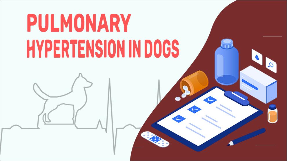 Pulmonary Hypertension In Dogs