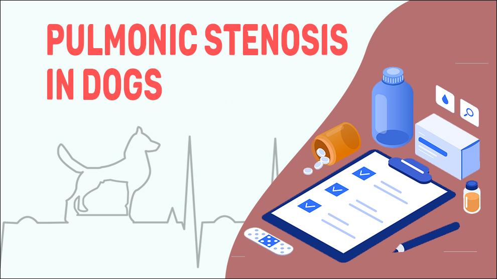 Pulmonic Stenosis In Dogs