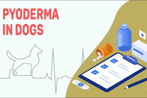 Pyoderma In Dogs