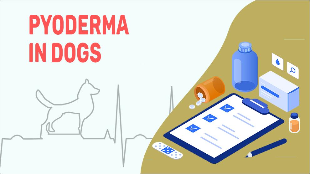 Pyoderma In Dogs