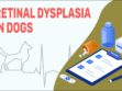 Retinal Dysplasia In Dogs