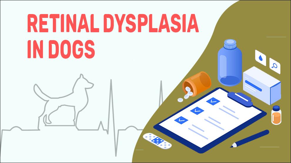 Retinal Dysplasia In Dogs