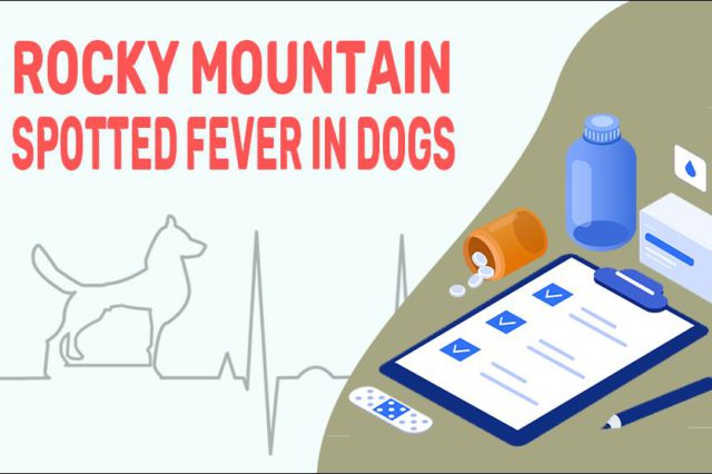 Rocky Mountain Spotted Fever In Dogs