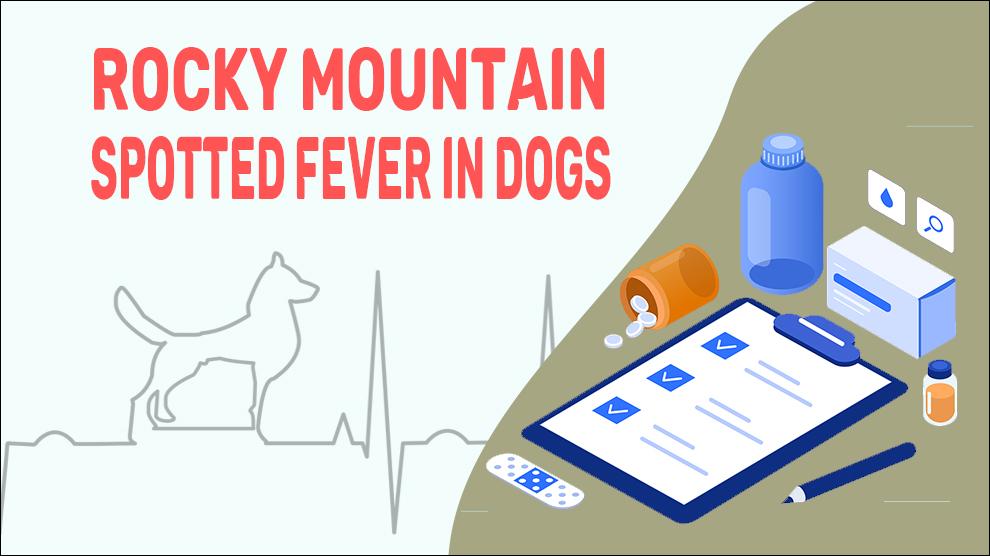 Rocky Mountain Spotted Fever In Dogs