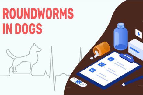 Roundworms In Dogs