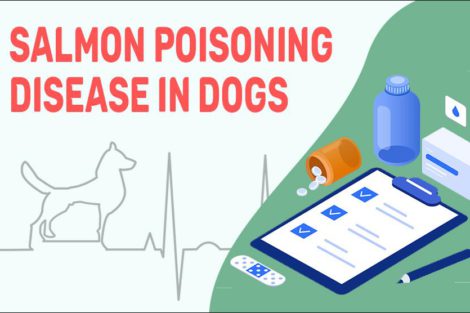 Salmon Poisoning Disease In Dogs