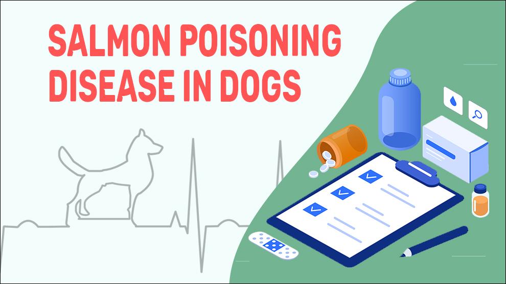Salmon Poisoning Disease In Dogs