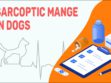 Sarcoptic Mange In Dogs