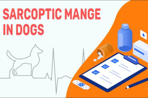 Sarcoptic Mange In Dogs