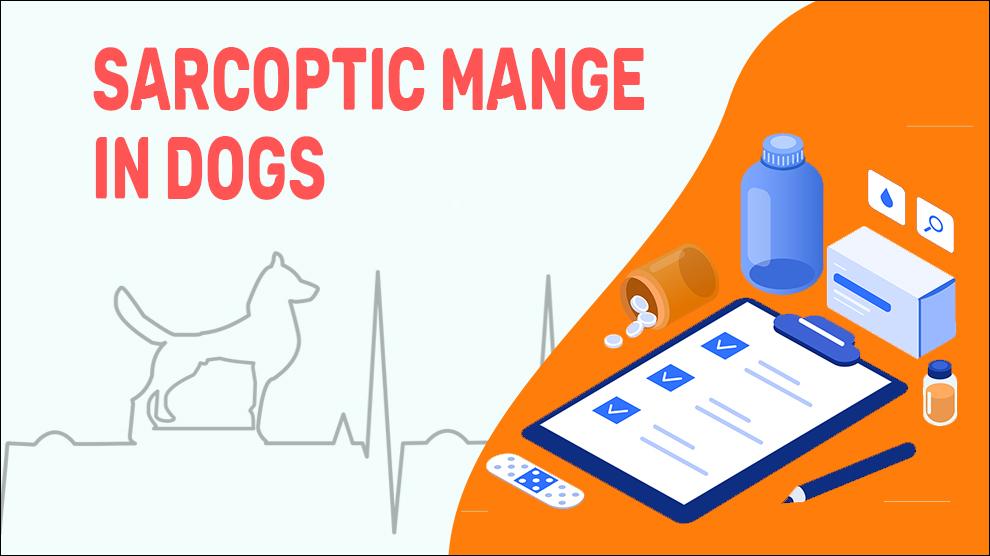 Sarcoptic Mange In Dogs