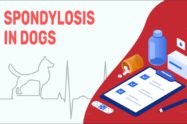 Spondylosis In Dogs
